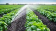 © StockAlchemy - Irrigation system watering crops in a field