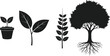 © Baby - Black Silhouette Collection Representing the Life Cycle of a Plant From a Potted Seedling to Growing Leaves and a Mature Tree with Roots