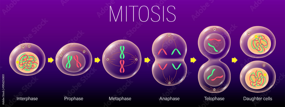 Diagram of Mitosis vector. Interphase, Prophase, Metaphase, Anaphase ...