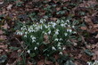 © leomalsam - Snowdrops bloom in the forest in spring