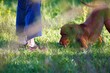 © AlexKriv - Dog enjoys a sunny day exploring the grassy field with its owner nearby in the warm afternoon light