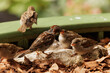 © AlexKriv - Sparrows feeding together on a sunny day in a lush garden surrounded by colorful foliage