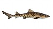 © MDMahfus - A side profile view of a leopard shark showing its distinct dark brown spots and slender body shape