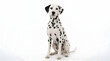 © World - A dalmatian dog sitting on a white background looking alert
