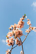 © Simplementbeau. - Branches d'amandier en fleurs en gros plan vue vers le ciel, petites fleurs rose clair, ciel bleu en arrière-plan, symbole des beaux jours