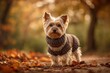 © Serhii - Adorable small dog wearing a knit sweater among fall foliage in a sunlit park