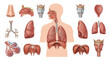 © Yuzma - Human Respiratory System Anatomy Vector Set. Realistic Lungs and Airway Organs Collection Isolated on White Background . Realistic