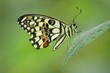 © Stefan Huwiler/imageBROKER - Common Lime (Papilio demoleus)