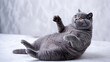 © masud - Playful Overweight Cat Belly Up on White Background, Cute Funny Pet Concept