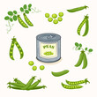 © Olena - An illustration of peas in various forms around a can Stock  Vector
