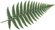 © Felippe Lopes - A detailed illustration of a green fern leaf on transparent background