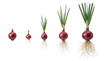 © Your Stocks - Five red onion bulbs showing various stages of growth from small seeds to mature plants with green shoots and developed roots on a white background.