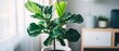 © ayesha - fiddle leaf fig in stylish urban apartment Scandinavian