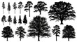 © Gary - Highly detailed solid black tree silhouettes of diverse pines, firs, oaks, maples, varying sizes, sharp edges, no internal detail, isolated on transparent studio background with ample copy space,