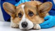 © Isoon - Caring Vet and Worried Corgi: A compassionate veterinarian provides a gentle check-up for a worried corgi, capturing the bond of care and concern.