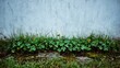 © elmyra - Green plants growing against a textured wall outdoors close up view