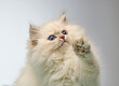 © Mara Zemgaliete - White Siberian colorpoint kitten Neva Masquerade with blue eyes