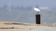 © world_by_savvas - Cattle Egret (Bubulcus ibis) perched on a wooden post next to a farm roof