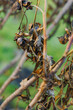 © Pawel-Wierzchowski - Dormant Stems and Dried Buds of Paeonia Peony Plant in Bright Morning Sunlight on a Sunny Winter Day in a January Garden Landscape Providing Natural Structure