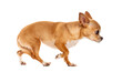 © Eric Isselée - Chihuahua dog looking and walking on white background