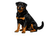 © A.waisi - Rottweiler dog sitting on white background, powerful purebred black and tan guard dog, loyal domestic pet portrait, studio shot of adult rottweiler