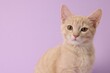© New Africa - Adorable ginger cat on violet background, space for text