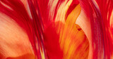 Red tulip petal macro abstract background, soft floral texture filling frame, elegant spring backdrop for design and creative use
