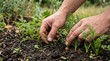 © Muktalal - Close up hands weeding young carrot plants in organic garden soil during sunny day for sustainable food growth and farming