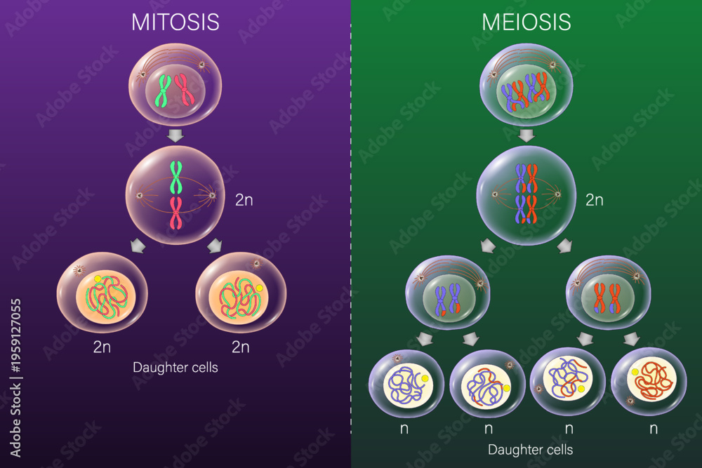 Mitosis and Meiosis vector. Cell division. Prophase, Metaphase ...