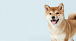 © aosa - Happy Shiba Inu dog with a smiling expression on a light blue background