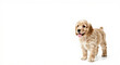 © aosa - Cute light brown Cocker Spaniel puppy standing isolated on white background