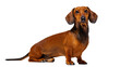 © Natasha - Adorable brown and black short-haired dachshund dog posing attentively, looking directly at camera