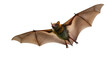 © Sindre - Common bat flying with impressive wide wingspan, displaying its furry body and detailed membrane