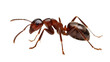 © Ryan - Detailed studio shot of a reddish-brown ant, a common insect pest often found in homes