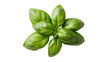 © Trym - Lush green basil leaves arranged in an aromatic organic cluster, healthy culinary ingredient