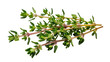 © Ines - Vibrant fresh green thyme sprigs on a clean backdrop, perfect for culinary arts