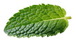 © Ines - Fresh vibrant green mint leaf with textured surface, aromatic culinary herb for cooking and drinks