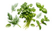 © Rowan - Collection of vibrant fresh green herbs featuring dill, basil, cilantro and refreshing mint