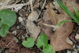 black ant crawling on a leaf
