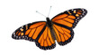 © Ophelia - Graceful monarch butterfly with vibrant orange wings and intricate black patterns, majestic insect.