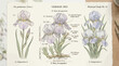 © abdelaziz@771 - Botanical study of German Iris flowers.