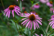 © Iva - Echinacea purpurea purple white coneflowers flowering plants, group of ornamental medicinal hedgehogs flower in bloom