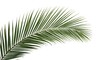 © AkuAku - Isolated side angle of palm tree leaves on a plain white background