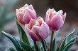 © shamek - Frozen tulips in a winter garden, frost on petals, pale light