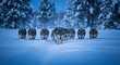 © Billy - A pack of wolves walking through deep snow in a serene winter landscape