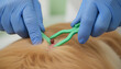 © Ajronujen - Veterinarian using tweezers to remove tick from dog’s fur