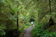 © Cavan Images - Woman walking in Pacific Northwest rain forest