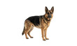 © ATIQULISLAM - A majestic german shepherd dog in a standing pose on transparent background