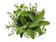 © Ciara - Isolated fresh culinary herbs mix with fragrant rosemary, sage, thyme, and mint sprigs