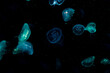 © chaiyanunn - Glowing jellyfish in dark water, Bioluminescent marine life, deep sea underwater wildlife